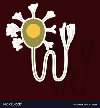 Education chart of biology for nerve cell diagram vector image