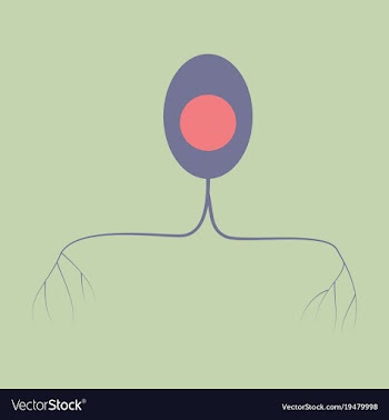 Education chart of biology for nerve cell diagram vector image