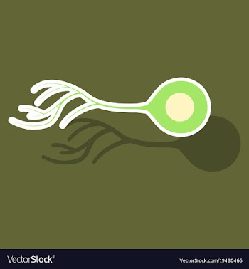 Education chart of biology for nerve cell diagram vector image