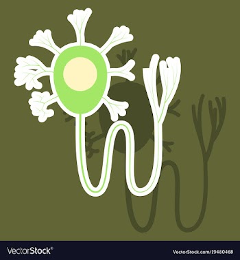 Education chart of biology for nerve cell diagram vector image