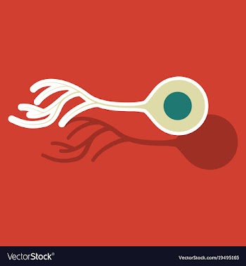Education chart of biology for nerve cell diagram vector image