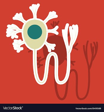Education chart of biology for nerve cell diagram vector image
