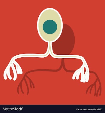 Education chart of biology for nerve cell diagram vector image