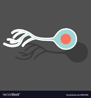 Education chart of biology for nerve cell diagram vector image