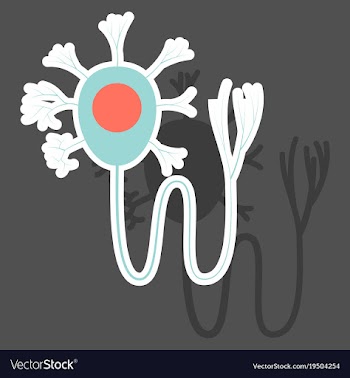 Education chart of biology for nerve cell diagram vector image