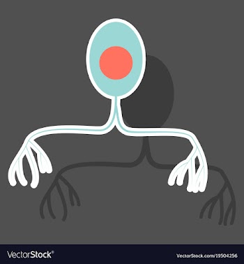 Education chart of biology for nerve cell diagram vector image