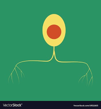 Education chart of biology for nerve cell diagram vector image