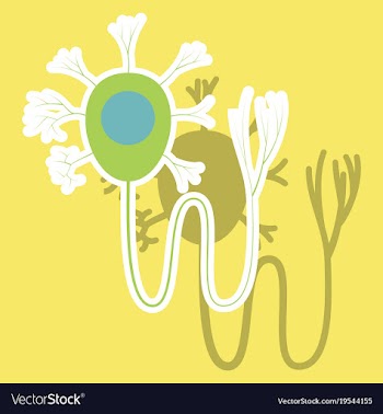 Education chart of biology for nerve cell diagram vector image