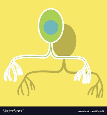 Education chart of biology for nerve cell diagram vector image