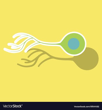 Education chart of biology for nerve cell diagram vector image