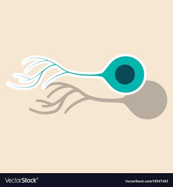 Education chart of biology for nerve cell diagram vector image