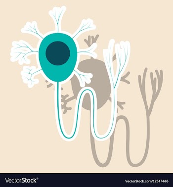 Education chart of biology for nerve cell diagram vector image