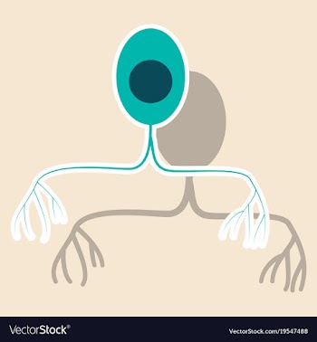 Education chart of biology for nerve cell diagram vector image
