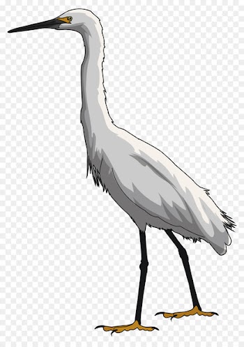 Educational technology Bird Great egret - bird 