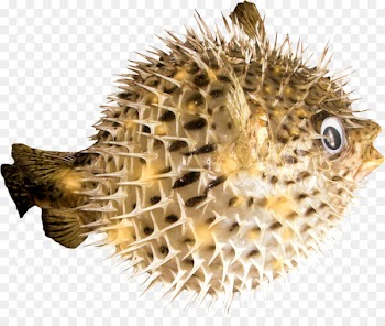 Eel Fish Fugu Sea urchin Shark - seahorse 