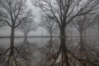 Eerie Foggy Woods