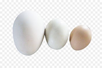 Egg - Goose egg duck egg picture material 