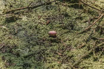Egg In Swamp