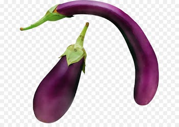 eggplant vegetable purple bell peppers and chili peppers plant