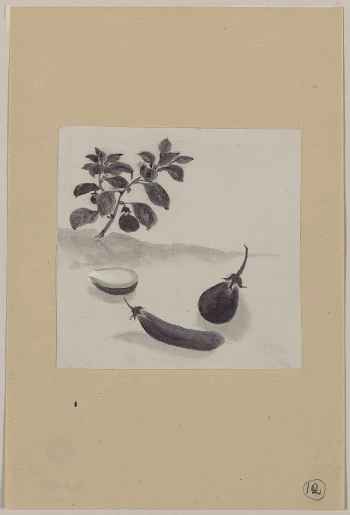[Eggplants with plant growing in the background]. | Free Photo - rawpixel
