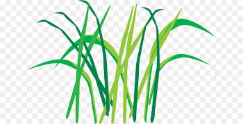 Egoel, Leaf, Plant Stem, Grass, Plant PNG