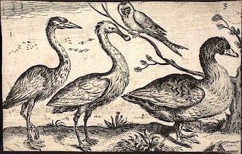 Egret, spoonbill, a duck and | Free Photo - rawpixel