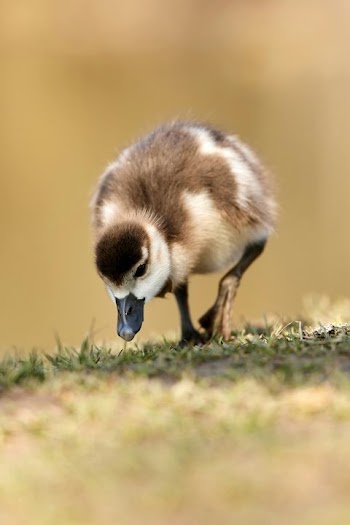 Egyptian Goose Chick foraging in Grass