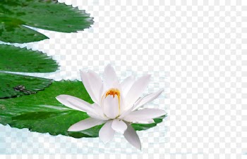 Egyptian lotus Nelumbo nucifera High-definition television Wallpaper - Water lotus 