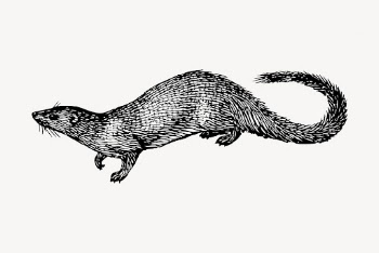 Egyptian mongoose clipart, vintage animal | Free Vector - rawpixel