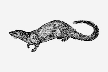 Egyptian mongoose drawing, vintage wildlife | Free Photo - rawpixel