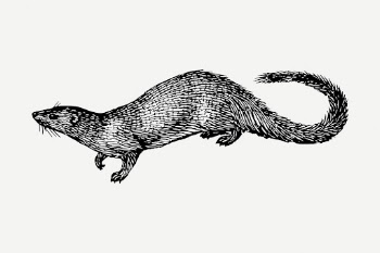 Egyptian mongoose drawing, vintage wildlife | Free PSD - rawpixel
