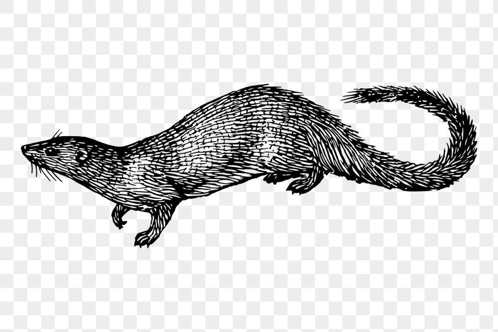 Egyptian mongoose png sticker, vintage | Free PNG - rawpixel