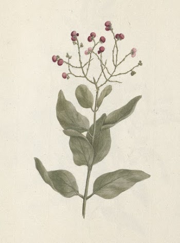 Ehretia cymosa  Thonning: finished | Free Photo - rawpixel