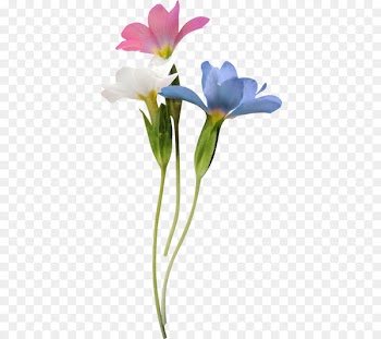 Eid al-Fitr Eid Mubarak Eid al-Adha Education Holiday - white flower 