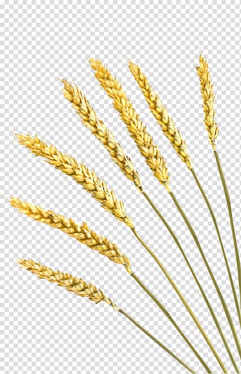 Einkorn wheat Rye bread Cereal Barley Crop, Wheat transparent background PNG clipart