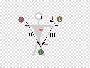 Einthoven's triangle Electrocardiography Heart Triangolo di Einthoven Electrode, double heart transparent background PNG clipart