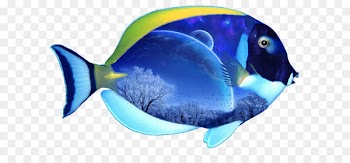 El Grullo Marine biology Coral reef fish Marine mammal Poster - Fish Png 6 