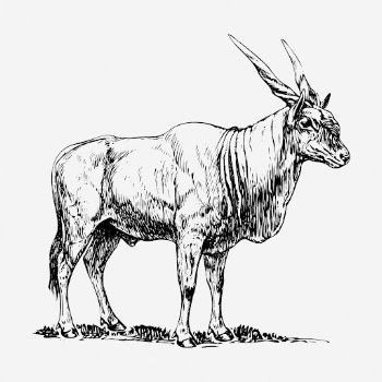 Eland clipart, animal vintage illustration | Free Vector - rawpixel