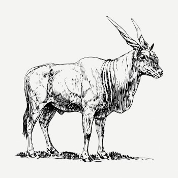 Eland drawing, animal vintage illustration | Free PSD - rawpixel