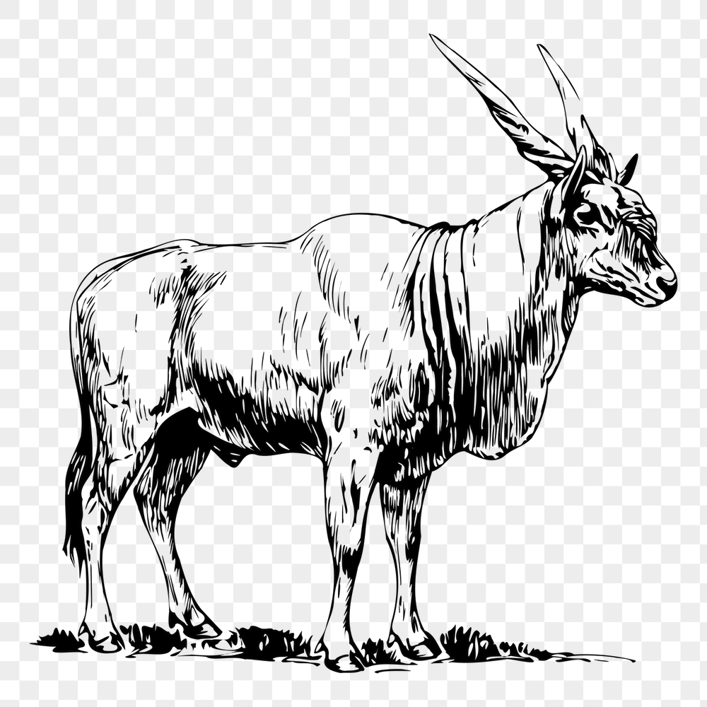 Eland png sticker, animal vintage | Free PNG - rawpixel