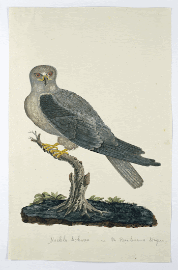 Elanus caeruleus (Black-winged kite) (1777&ndash;1786) | Free Photo - rawpixel