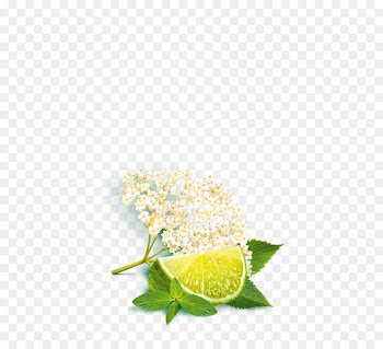 Elderflower cordial Lemon Still life photography Citric acid - lemon 