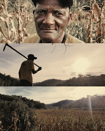 Elderly Man Standing Beside Corn Field