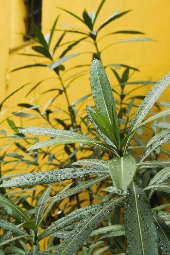elective Focus Photography of Wet Green Plant
