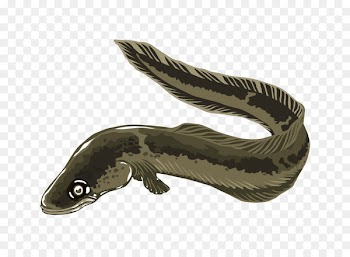 Electric eel Clip art - Eel Cliparts 