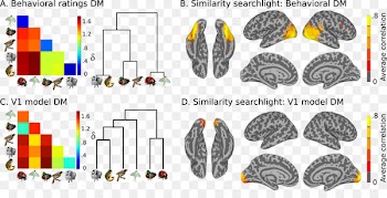 Electroencephalography, Functional Magnetic Resonance Imaging, Analysis, Organism, Diagram PNG