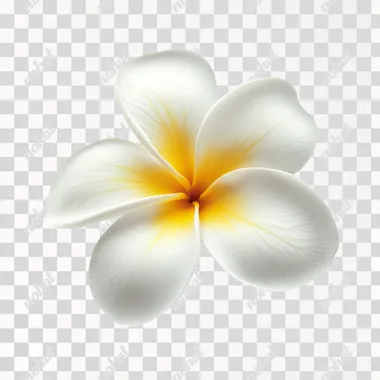 Elegance in Bloom: A Single Frangipani Flower Captured in Detail Elegance in Bloom: A Single Frangipani Flower Captured in Detail