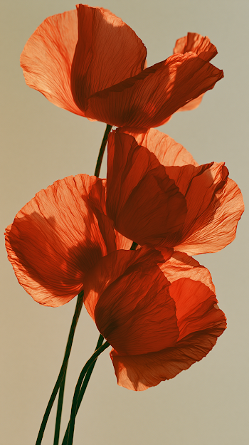 Elegance of Red Poppies in Minimalist Light