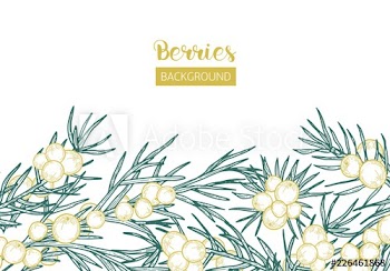 Elegant background with juniper sprigs and berries hand drawn with contour lines on white background