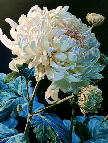 Elegant Blooming Chrysanthemum in Pastel Colors